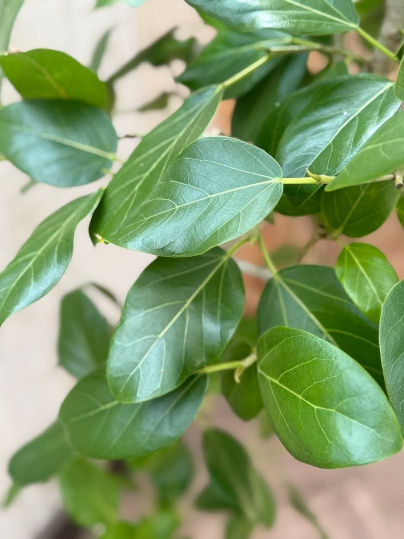 フィカスベンガレンシス♪ 143cm♪ 太幹曲がり リビングサイズ♪