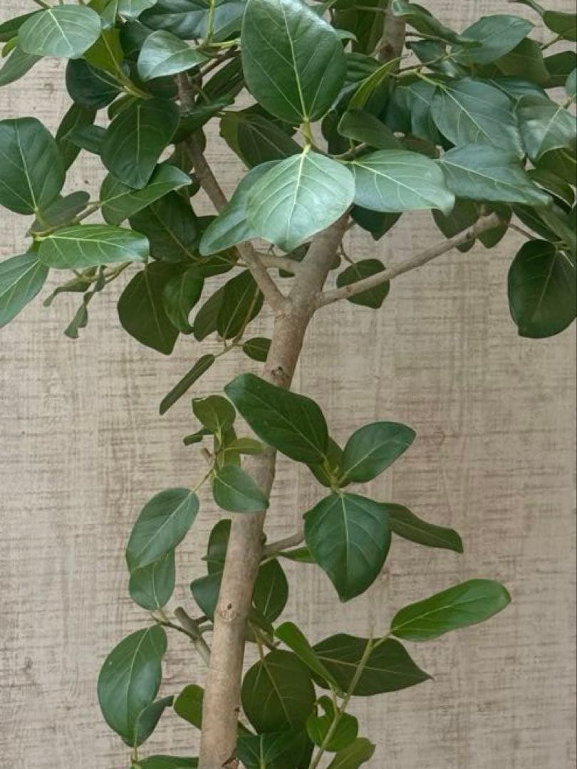 フィカスベンガレンシス♪ 143cm♪ 太幹曲がり リビングサイズ♪