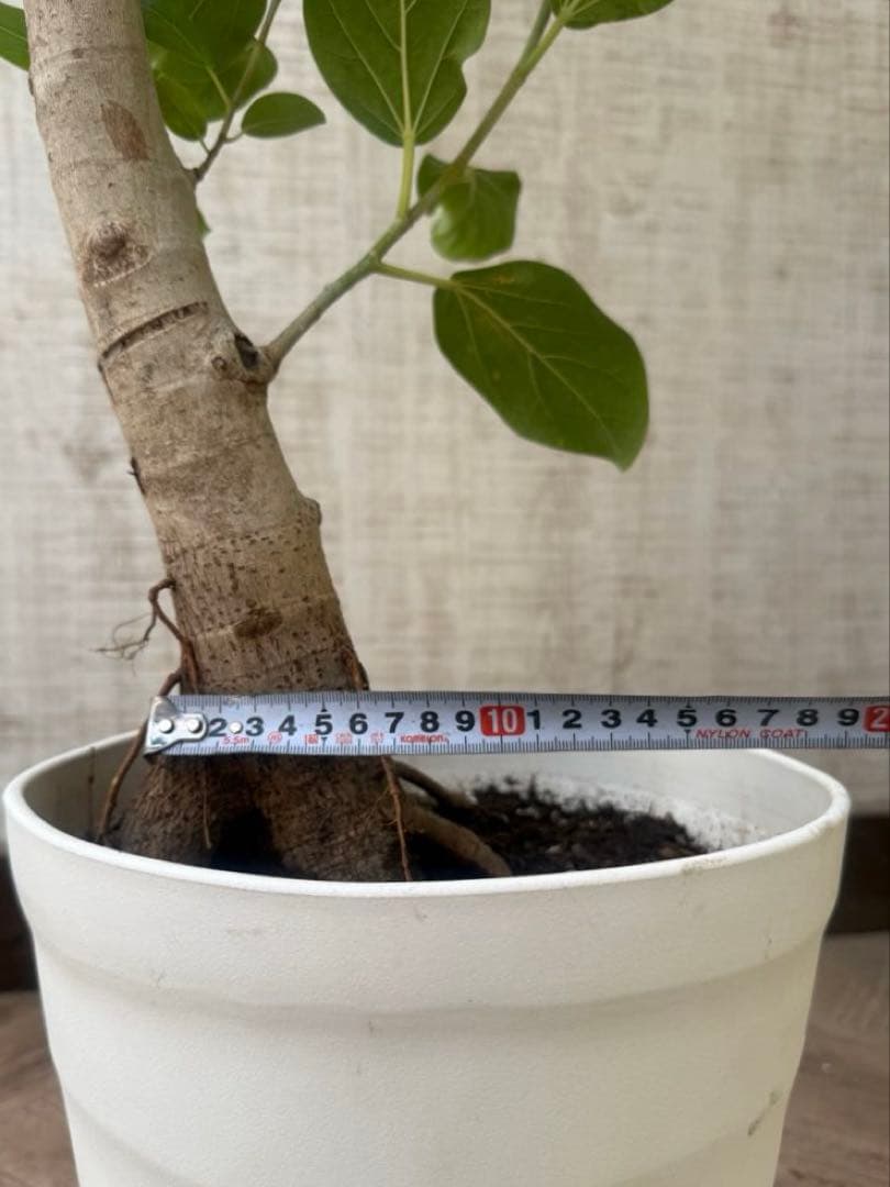 フィカスベンガレンシス♪ 143cm♪ 太幹曲がり リビングサイズ♪