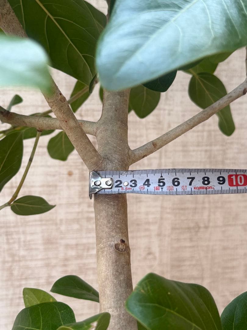 フィカスベンガレンシス♪ 143cm♪ 太幹曲がり リビングサイズ♪