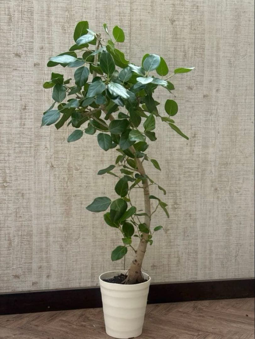 フィカスベンガレンシス♪ 143cm♪ 太幹曲がり リビングサイズ♪