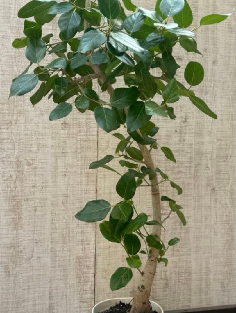 フィカスベンガレンシス♪ 143cm♪ 太幹曲がり リビングサイズ♪