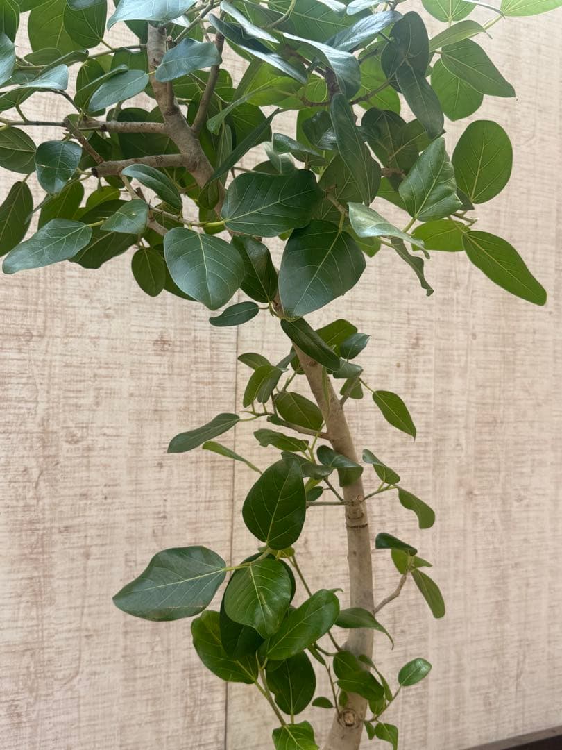 フィカスベンガレンシス♪ 143cm♪ 太幹曲がり リビングサイズ♪