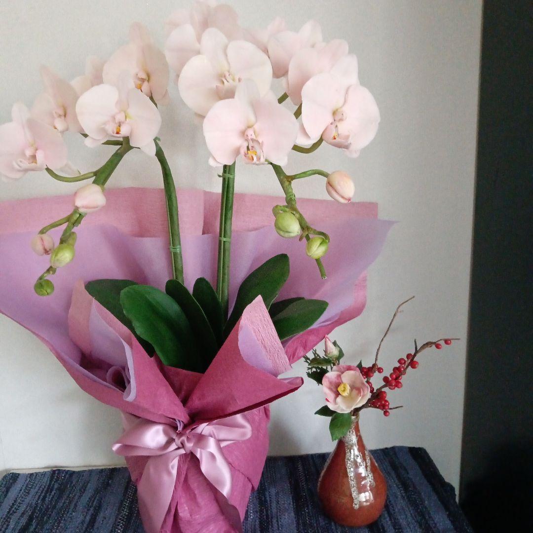 専用 淡いピンクの2本立ち胡蝶蘭 山茶花アレンジ クレイフラワー