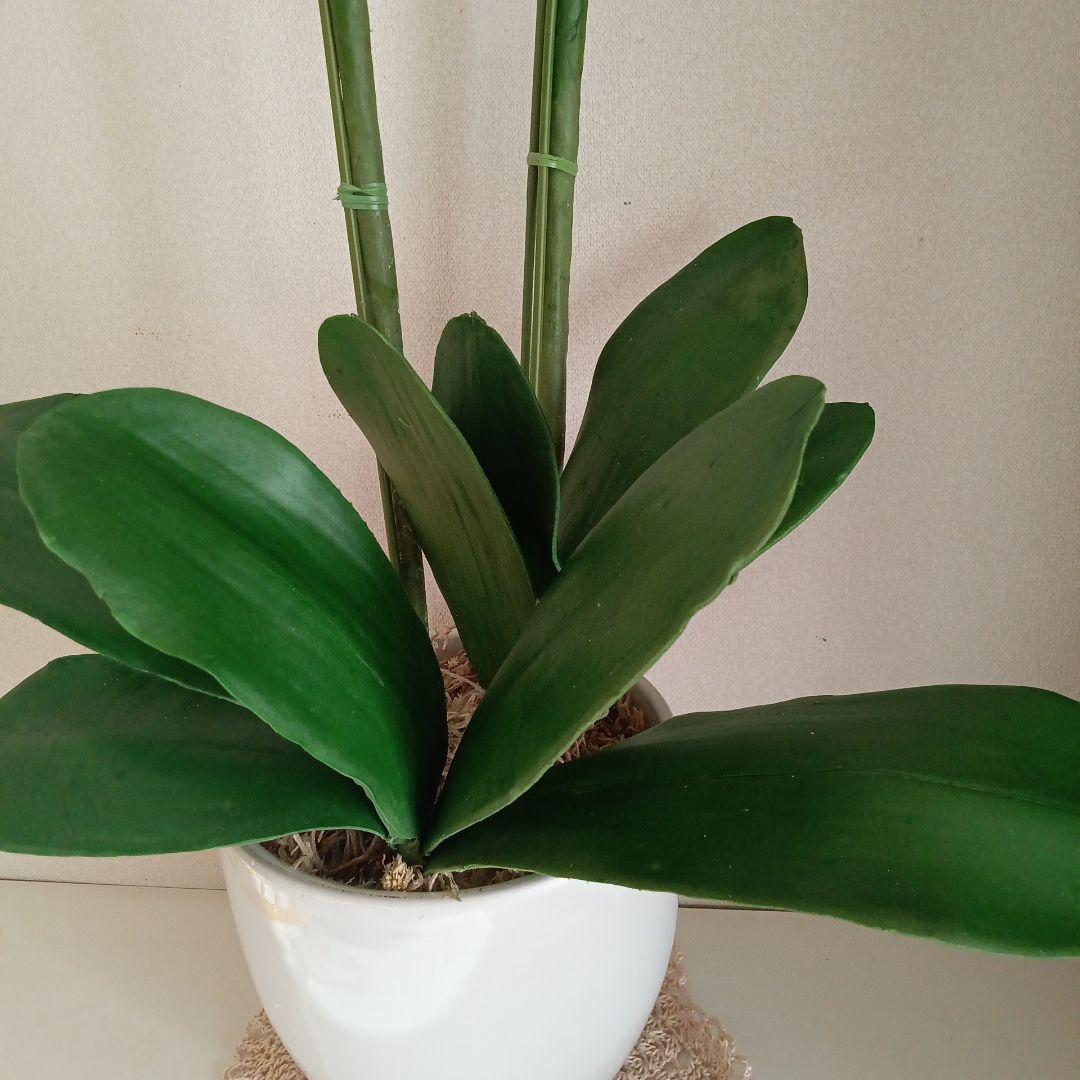 専用 淡いピンクの2本立ち胡蝶蘭 山茶花アレンジ クレイフラワー