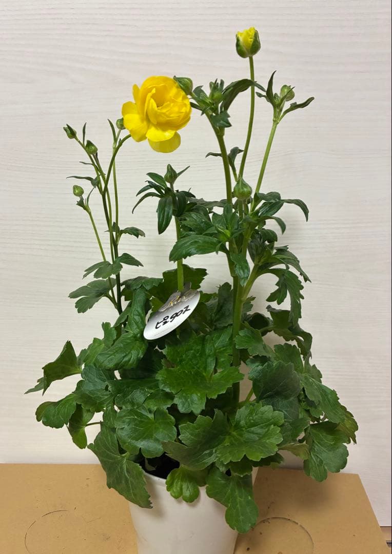 ラナンキュラスラックス　ランドセル　５号鉢ムーサ　ピュタロス　カルキノス　ラゴス