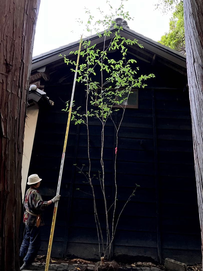 希少　山採り　ザイフリボク　アオダモ　混合株