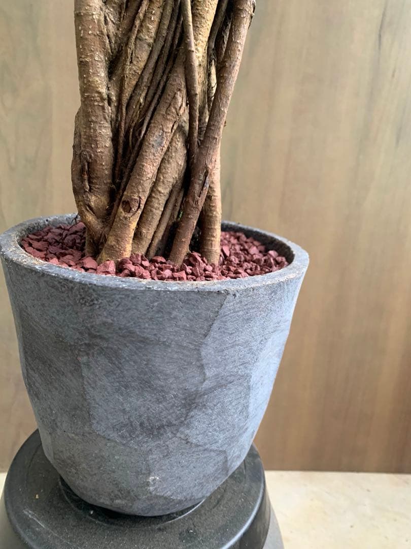 コパンダガジュマル　インテリアポット入り！