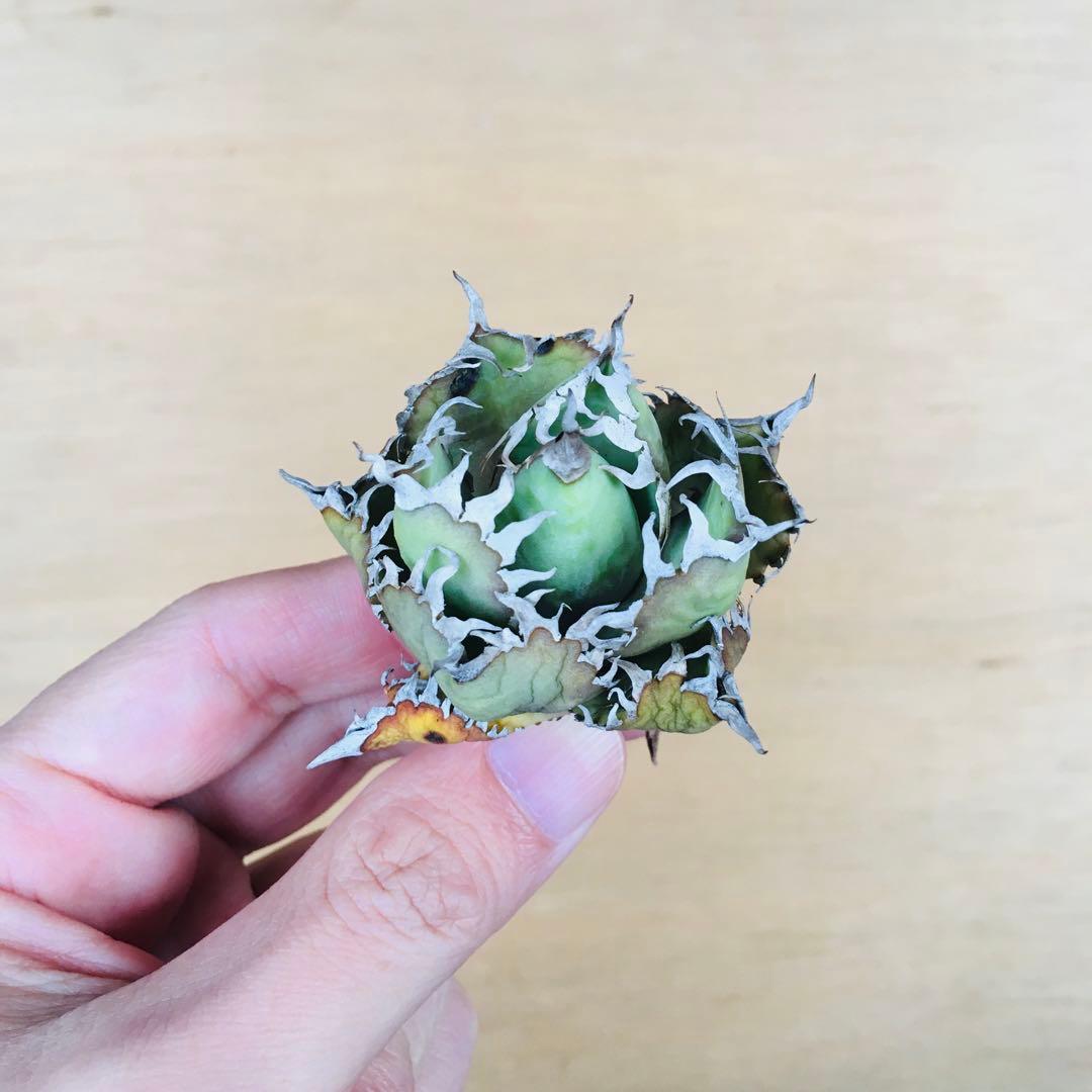 マ*グ様 1 フィリグリー コンパクト ボールタイプ 矮性ミニTC株 アガベ チ