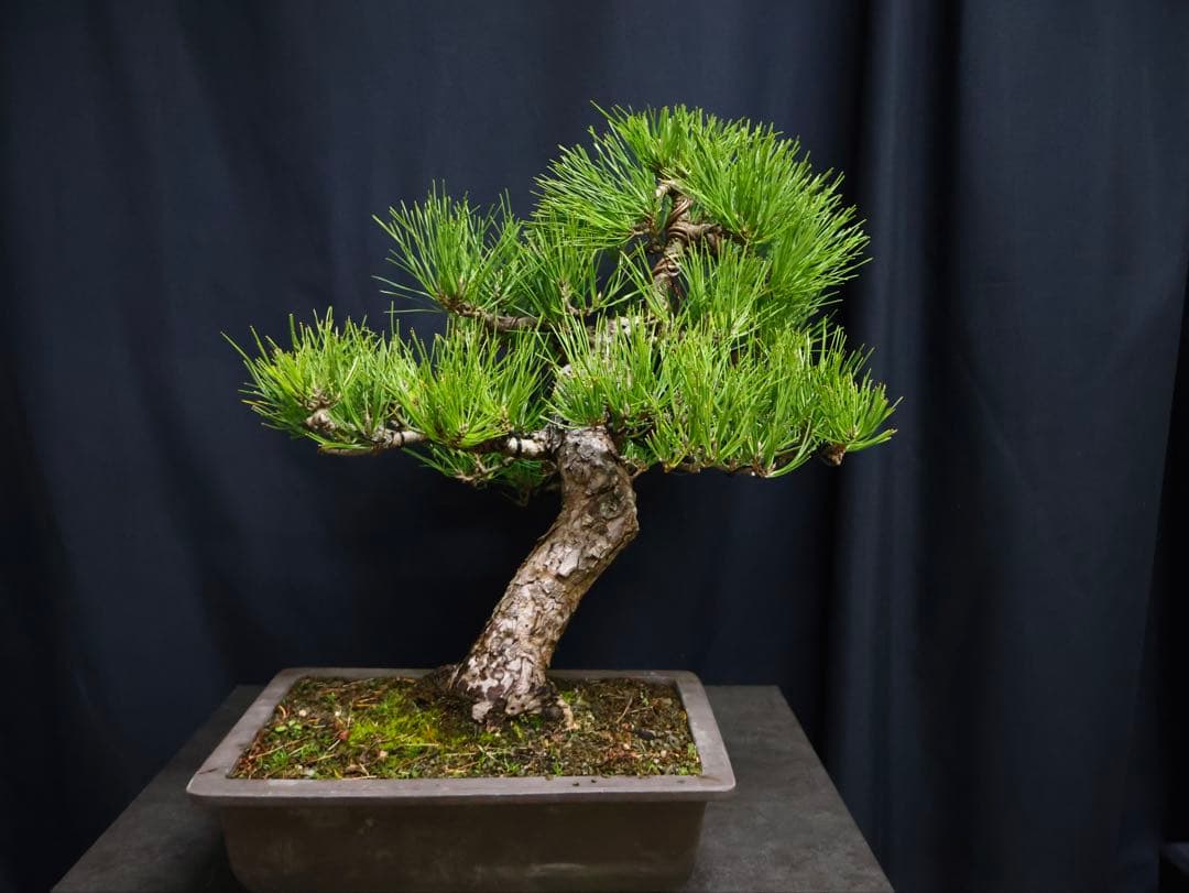 t*a様 フォロワー300人記念オークション　黒松　盆栽　古木　太幹　葉ぶり樹高