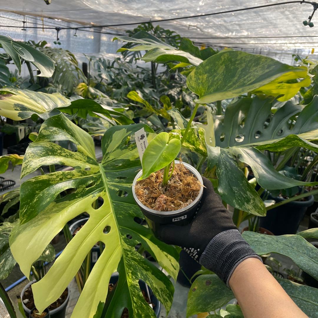 MG3 モンステラ　イエローマリリン　黄斑入り