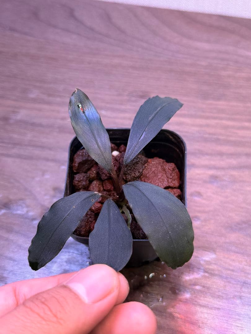 ブセファランドラ Bucephalandra 新種　名前まだありません