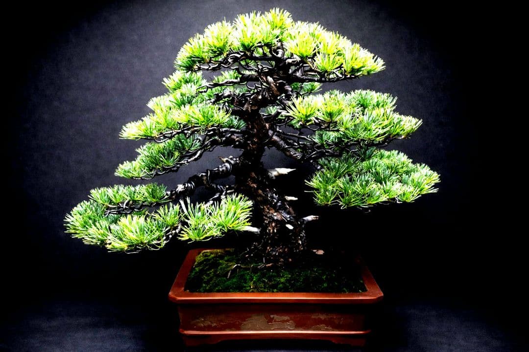 【中品　五葉松盆栽】　　　　　　⭕10枚目→展示会❗真柏…