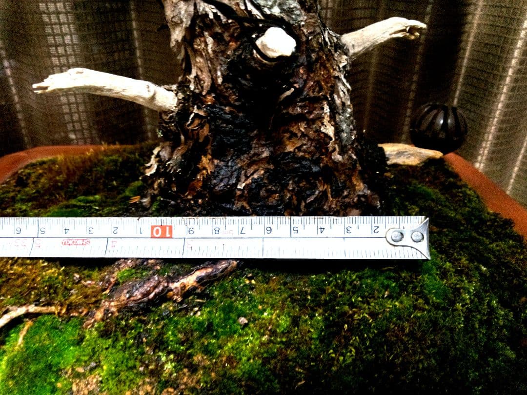 【中品　五葉松盆栽】　　　　　　⭕10枚目→展示会❗真柏…