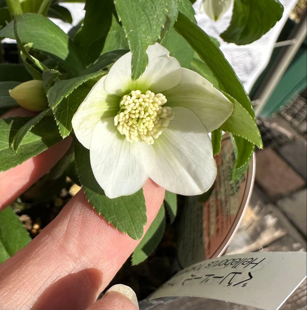 クリスマスローズ　ベビードール　横山園芸　開花株