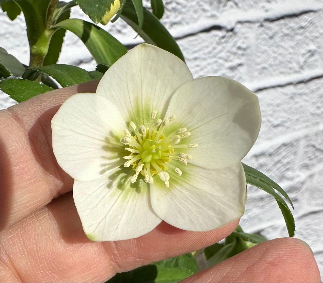 クリスマスローズ　ベビードール　横山園芸　開花株