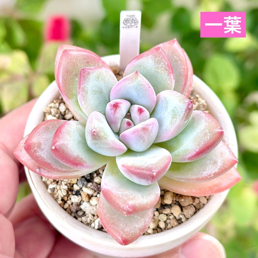 【新品種@1980】一葉