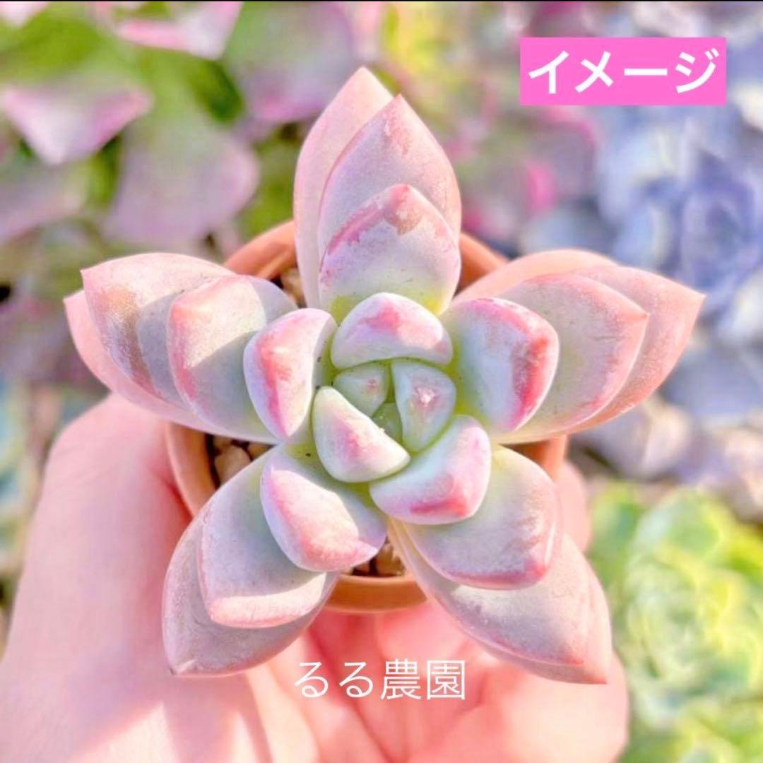 【新品種@1980】一葉