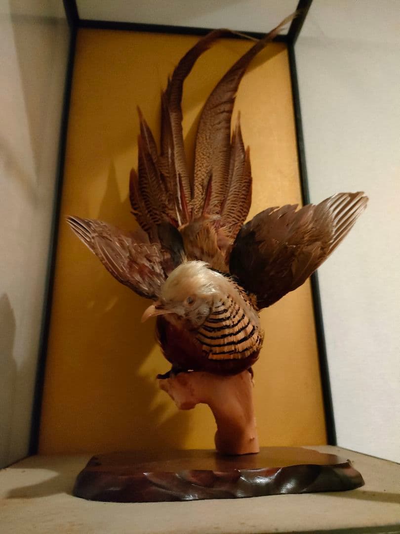 価格相談してください※鳥の剥製