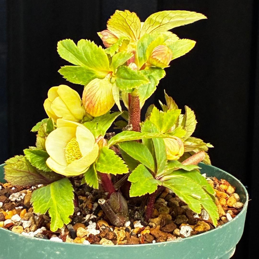 ま*か様 588☘️蕾花タグ付☘️デュメxオーレア⭐️小輪⭐️レッドアイ⭐️オー