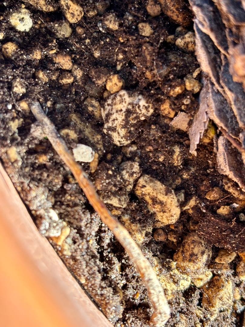 Saka【ダシリリオン ロンギシマム】B