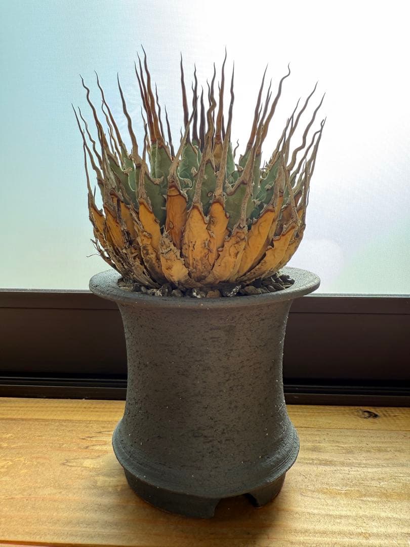 特大　 アガベ　ユタエンシス　エボリスピナ　現地球