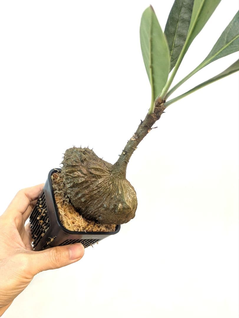 ミルメコディア ツベローサ ジャヤプラ パプア アリ植物