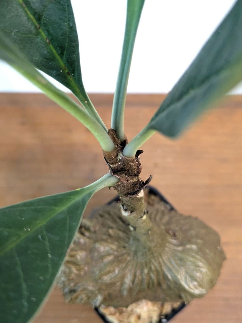 ミルメコディア ツベローサ ジャヤプラ パプア アリ植物