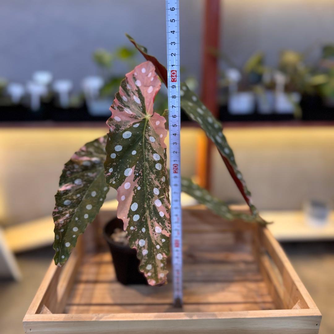 96 ベゴニア　マクラータ　斑入り　美斑　新芽も美斑確定