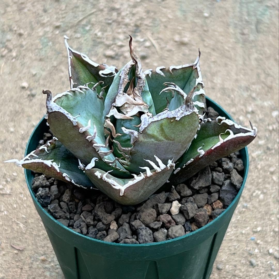 アガベ　チタノタ　FO-076 US 活着済み