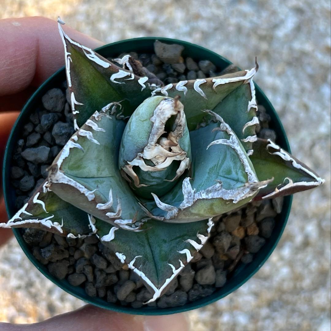 アガベ　チタノタ　FO-076 US 活着済み