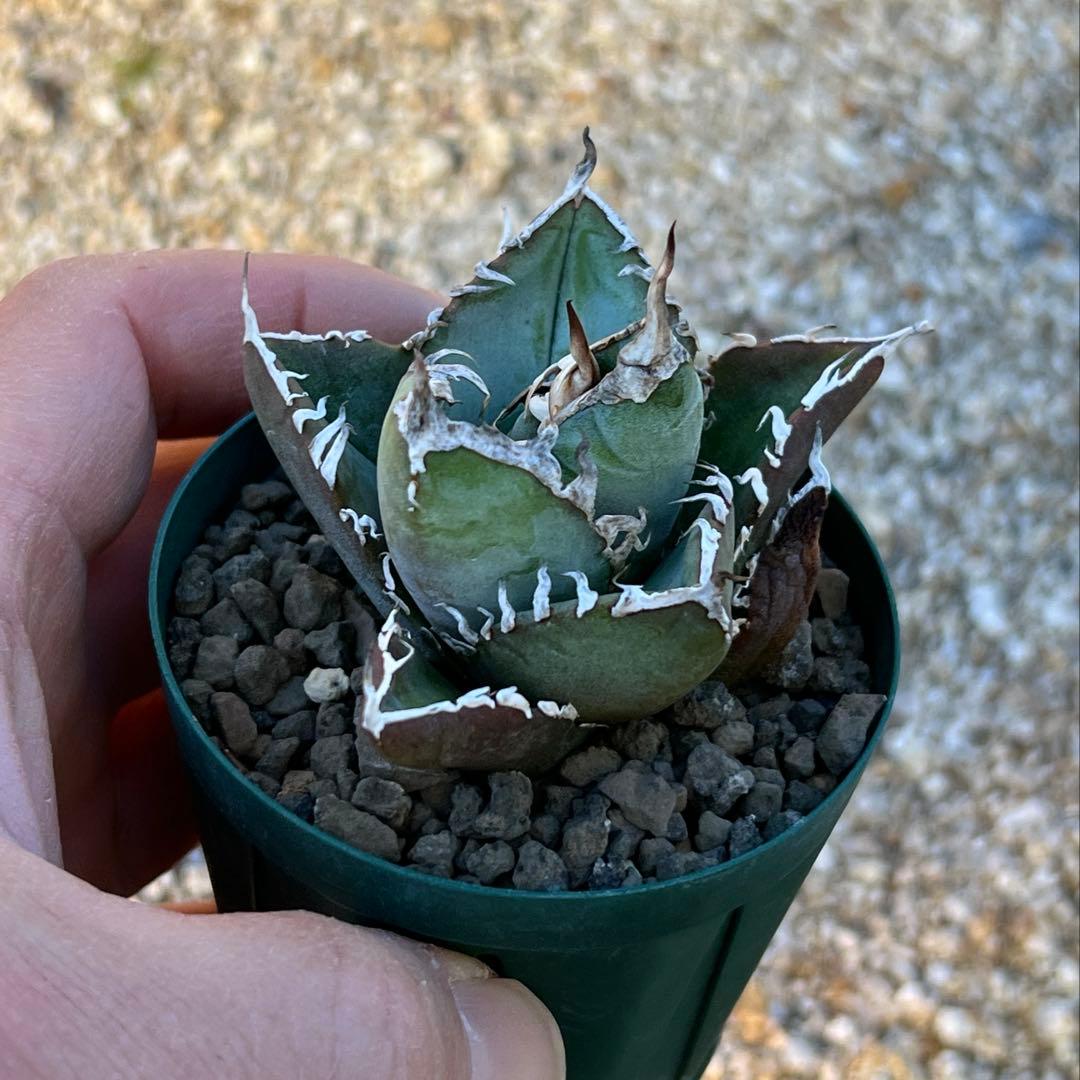 アガベ　チタノタ　FO-076 US 活着済み