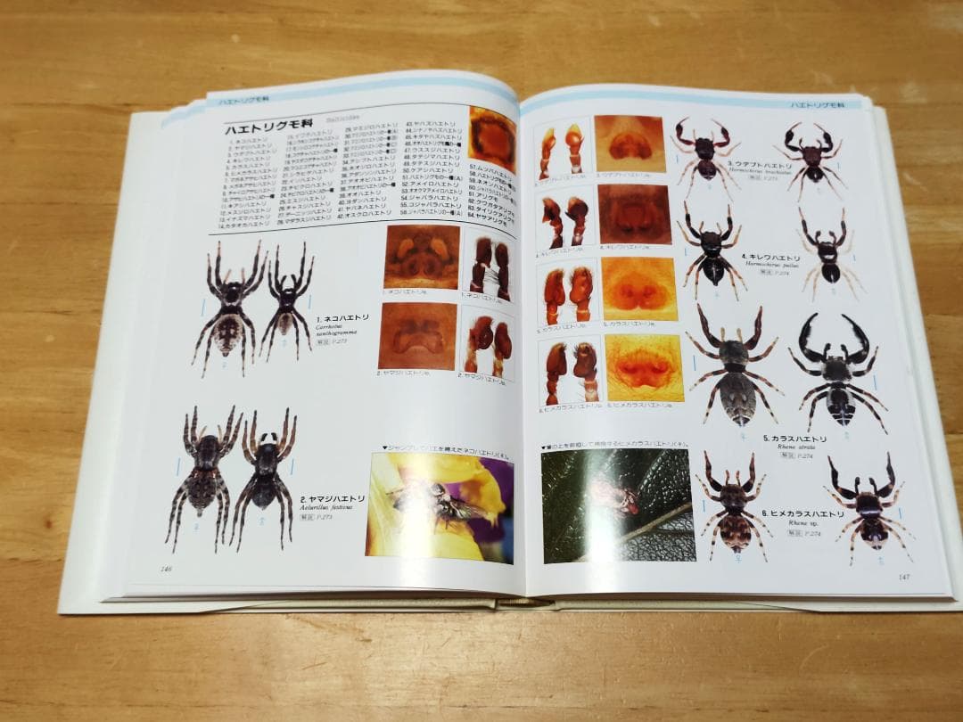 【初版本】 写真・日本クモ類大図鑑 千国安之輔著 偕成社 1989年発行