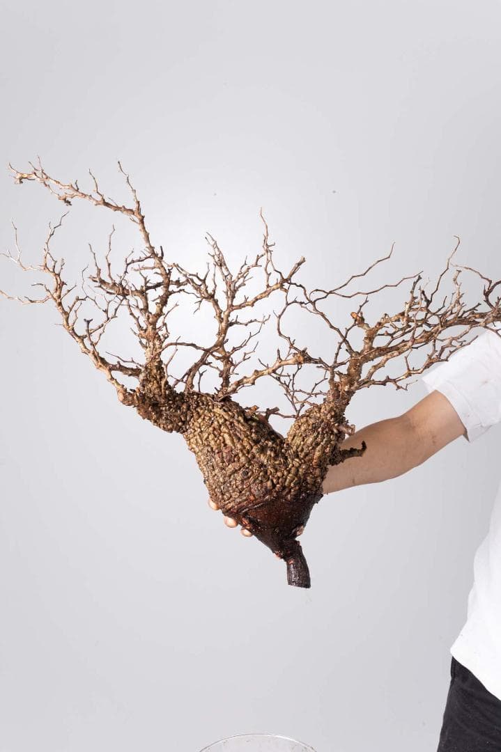 LP71 オペルクリカリア パキプス コーデックス ベアルート株