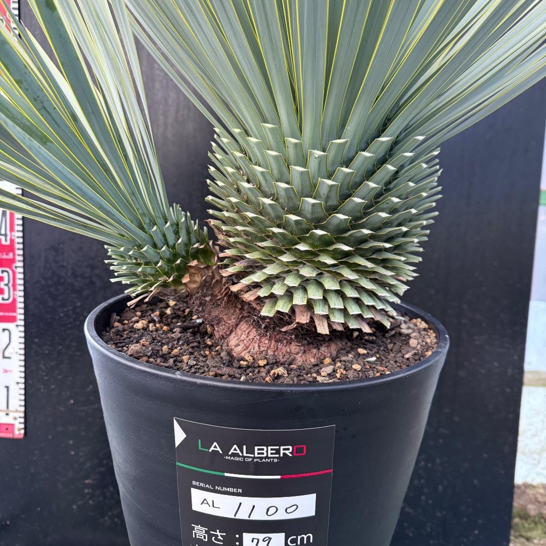 タ*グ様 【AL1100】ユッカ　ロストラータ　希少ダブルヘッド