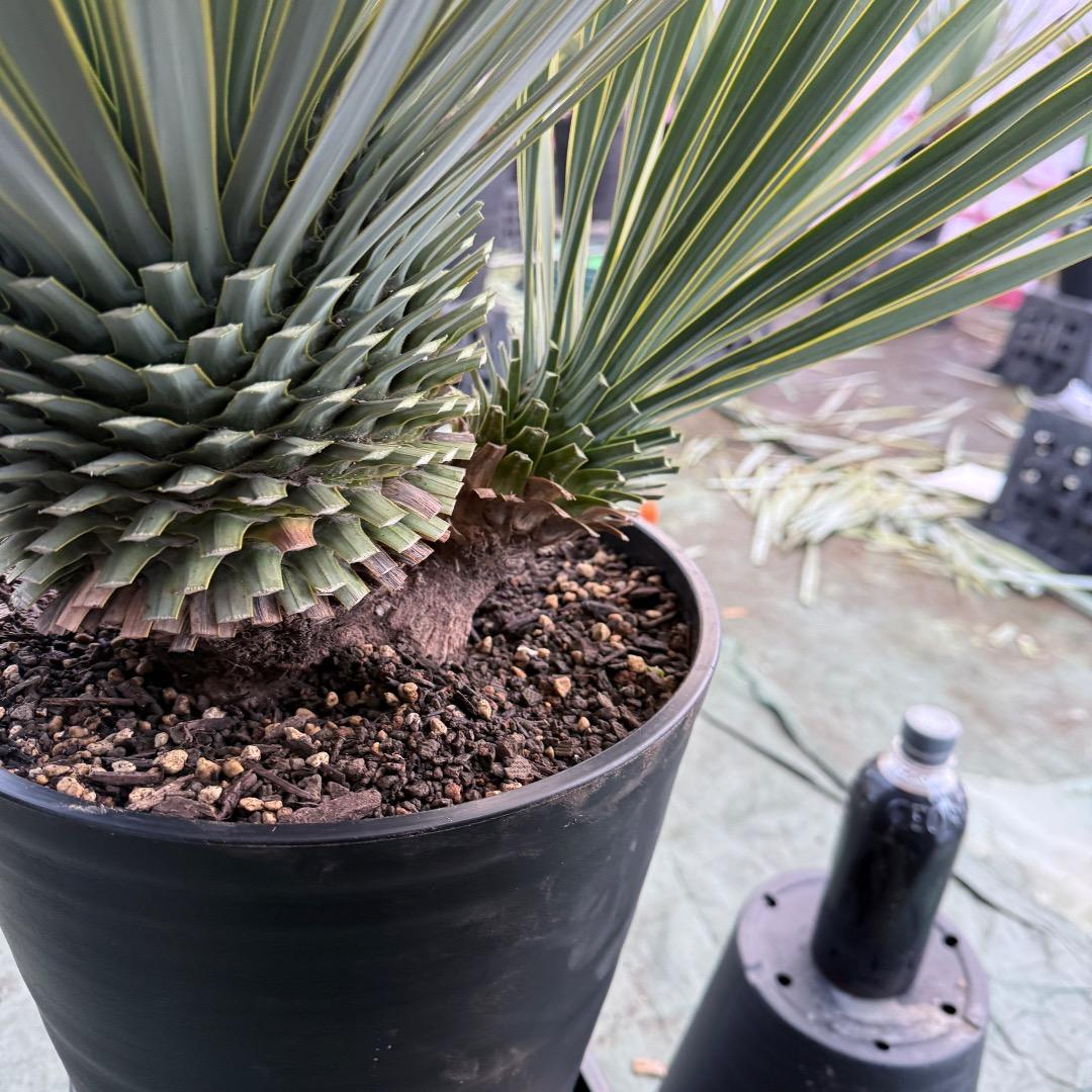 タ*グ様 【AL1100】ユッカ　ロストラータ　希少ダブルヘッド