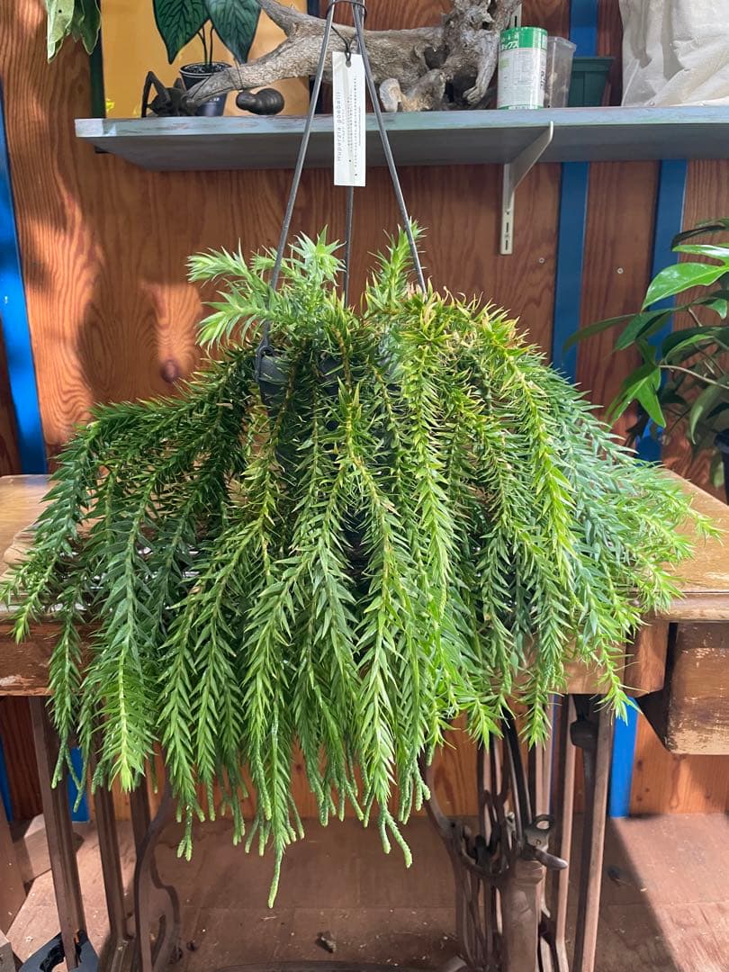 フペルジア ゴエベリー 5号吊り鉢