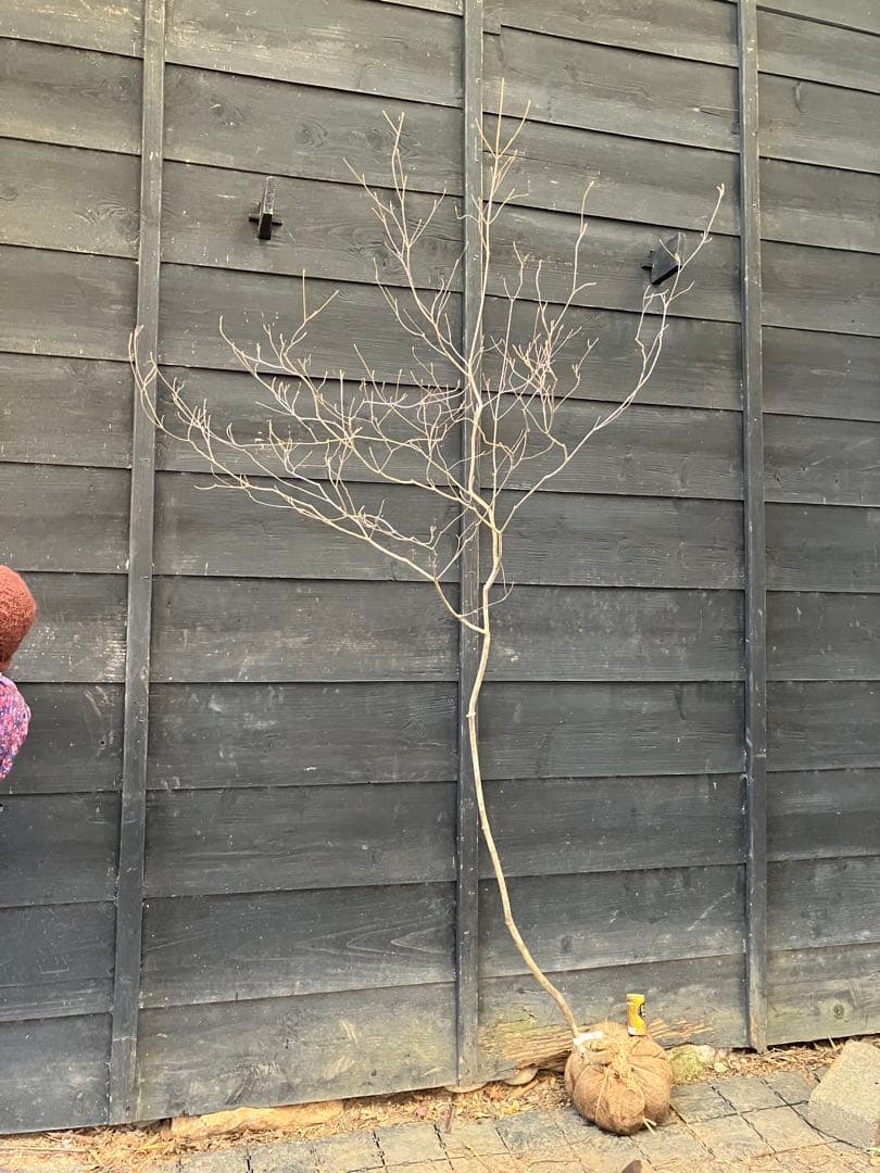 70 山採り　ミツバツツジ