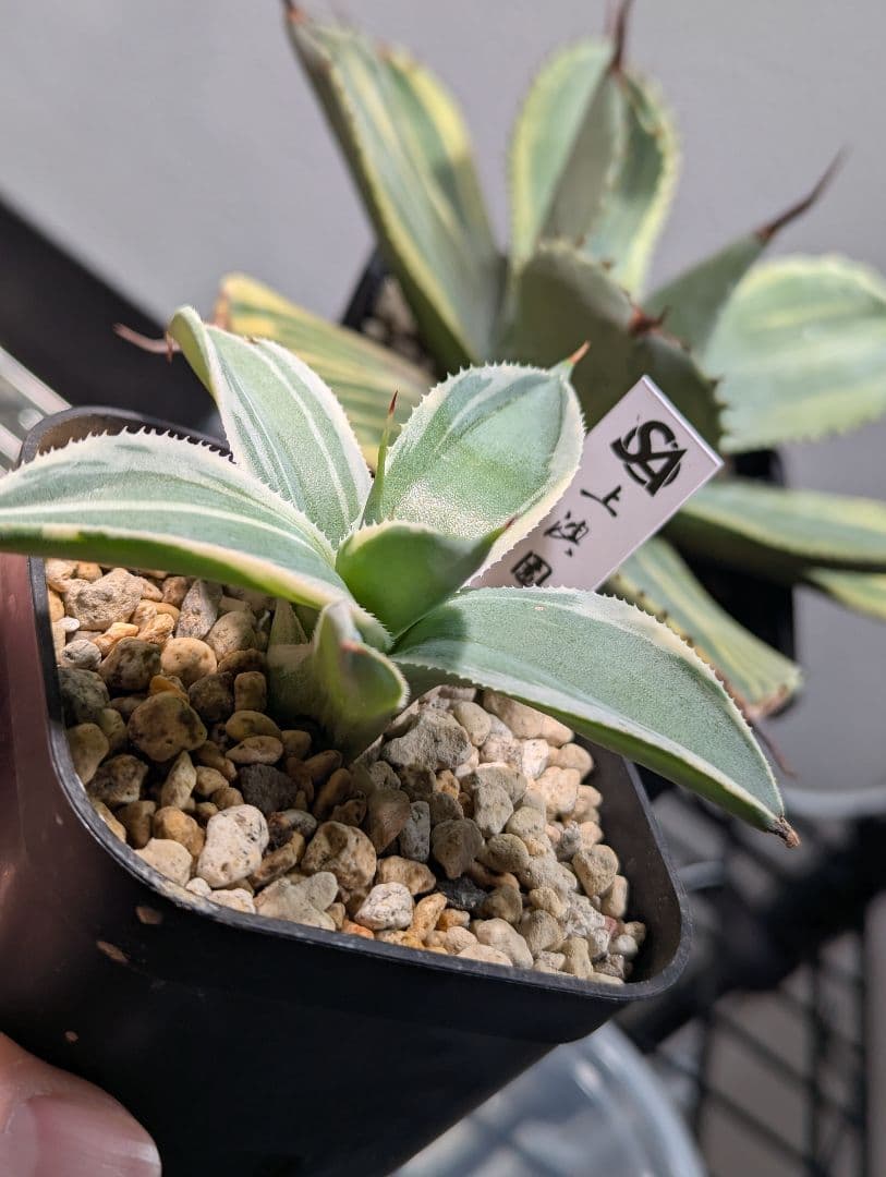 アガベ「パリー トランカータ オリザバ」発根活着済