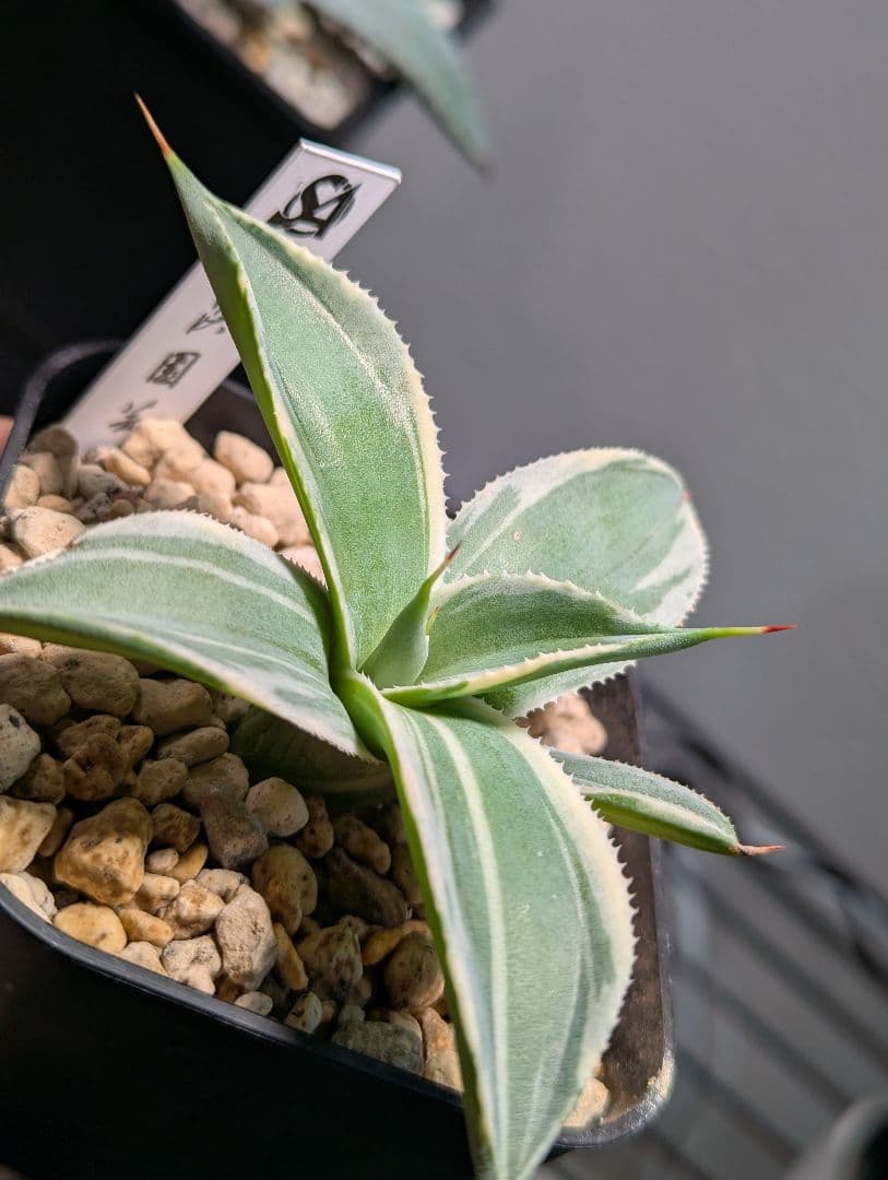 アガベ「パリー トランカータ オリザバ」発根活着済