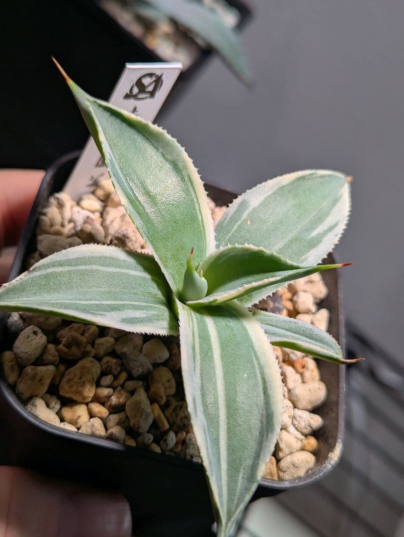 アガベ「パリー トランカータ オリザバ」発根活着済
