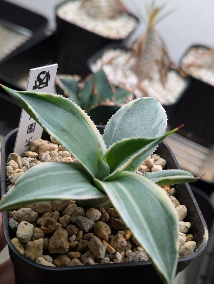 アガベ「パリー トランカータ オリザバ」発根活着済