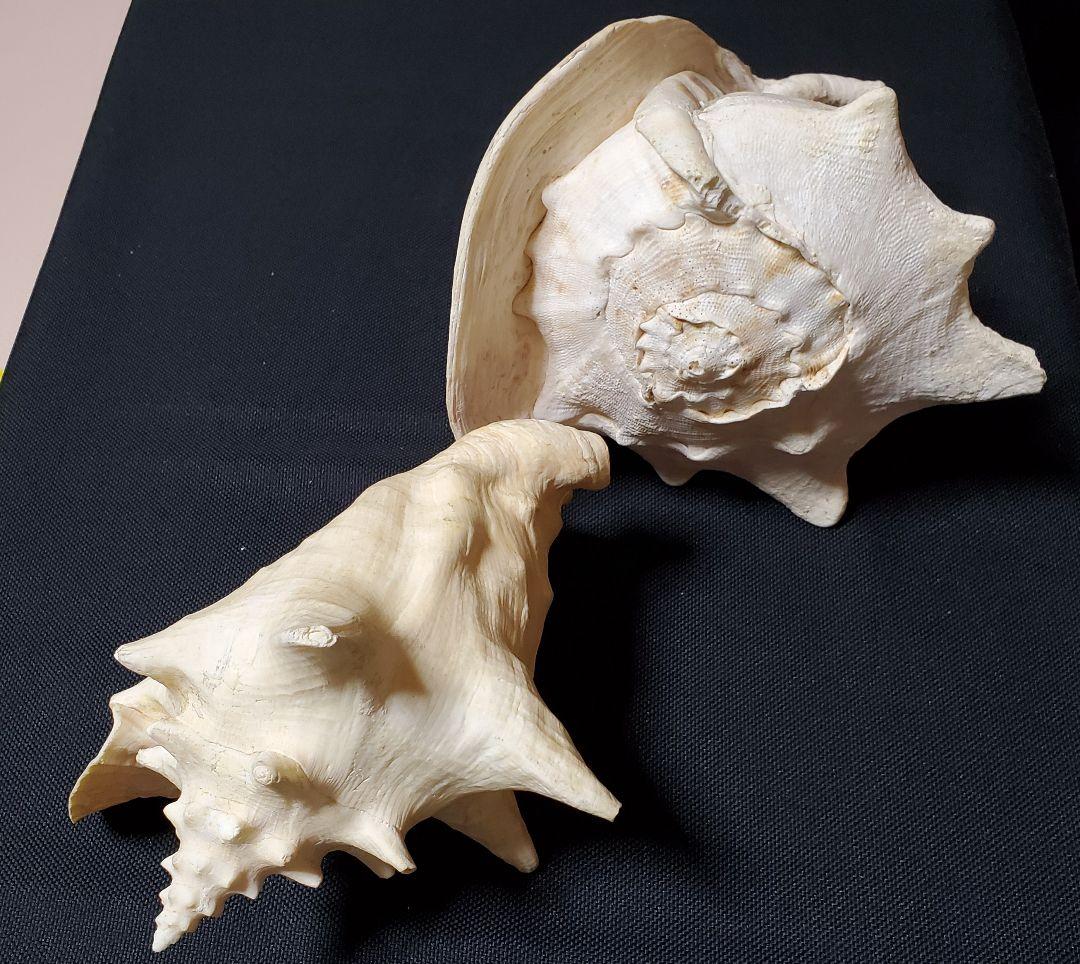 インテリア 大型 貝殻 巻貝 25cm~30cm弱 本物 2つセット