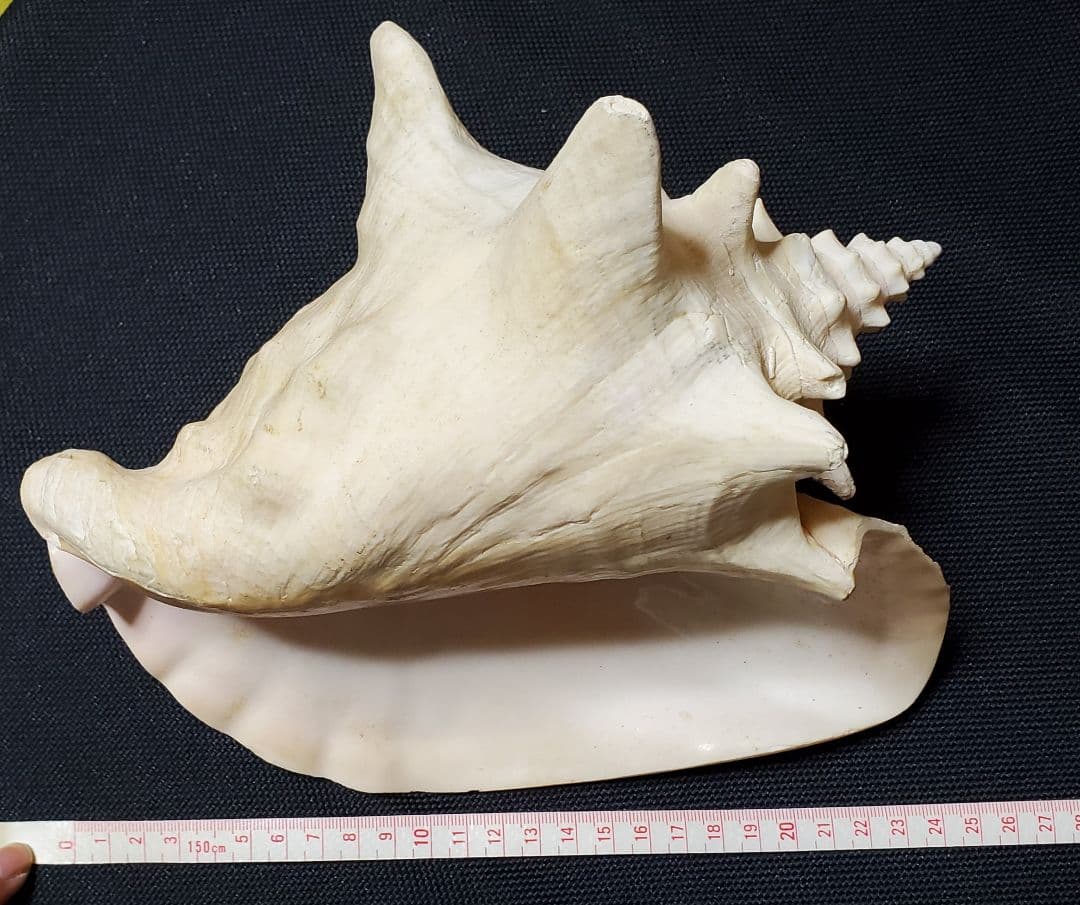 インテリア 大型 貝殻 巻貝 25cm~30cm弱 本物 2つセット