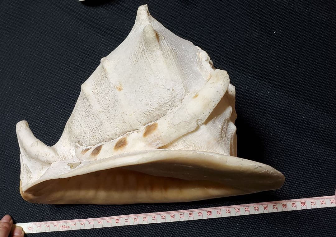 インテリア 大型 貝殻 巻貝 25cm~30cm弱 本物 2つセット