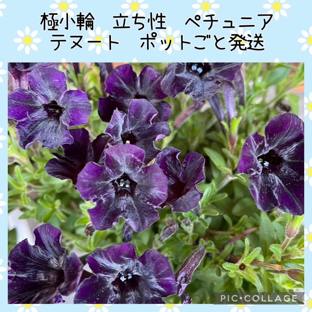 【花苗】ペチュニア　テヌート　極小輪　立ち性　ポットごと発送