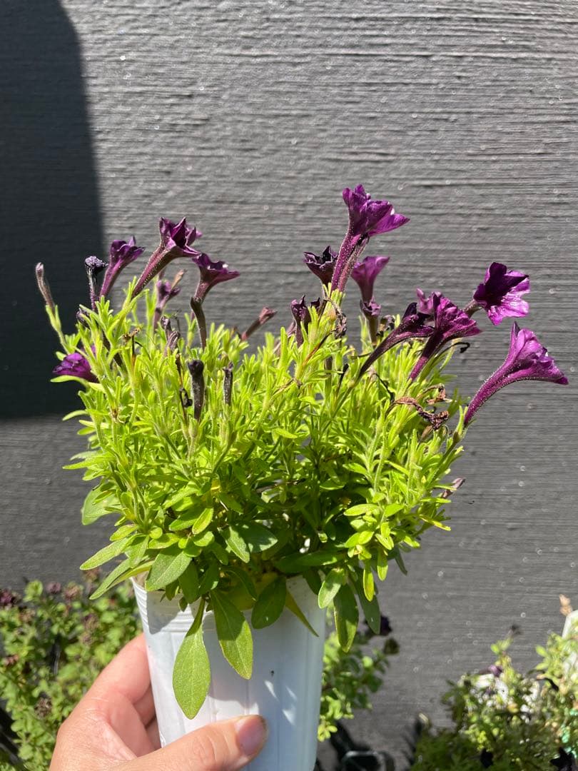 【花苗】ペチュニア　テヌート　極小輪　立ち性　ポットごと発送