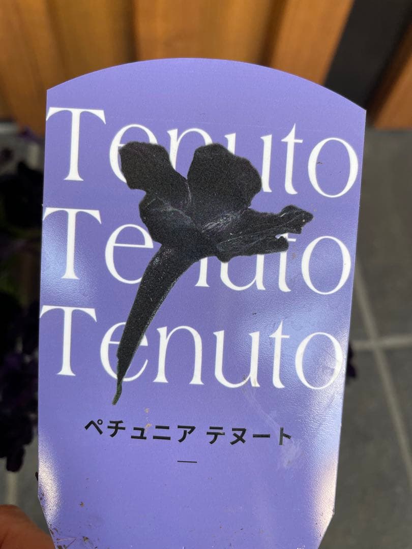 【花苗】ペチュニア　テヌート　極小輪　立ち性　ポットごと発送