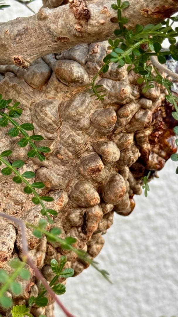 オペルクリカリア　パキプス　発根済み　パツパツ　かなりのボコ肌　重量も凄い