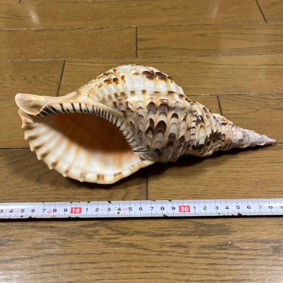 法螺貝　ホラ貝　25cm 沖縄産